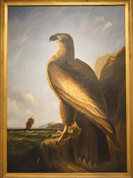 Águila Marina de Washington